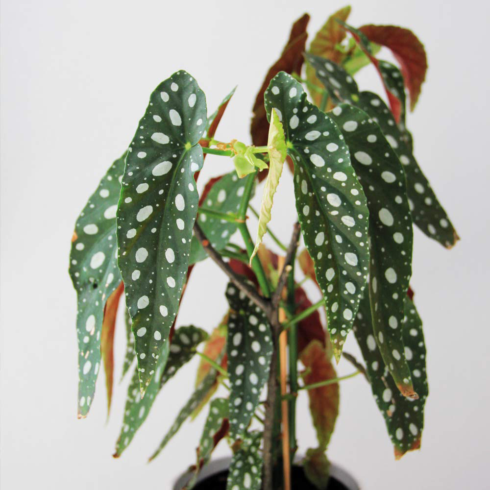 Thompson and Morgan Begonia Maculata Potted Plant 12cm Image 2