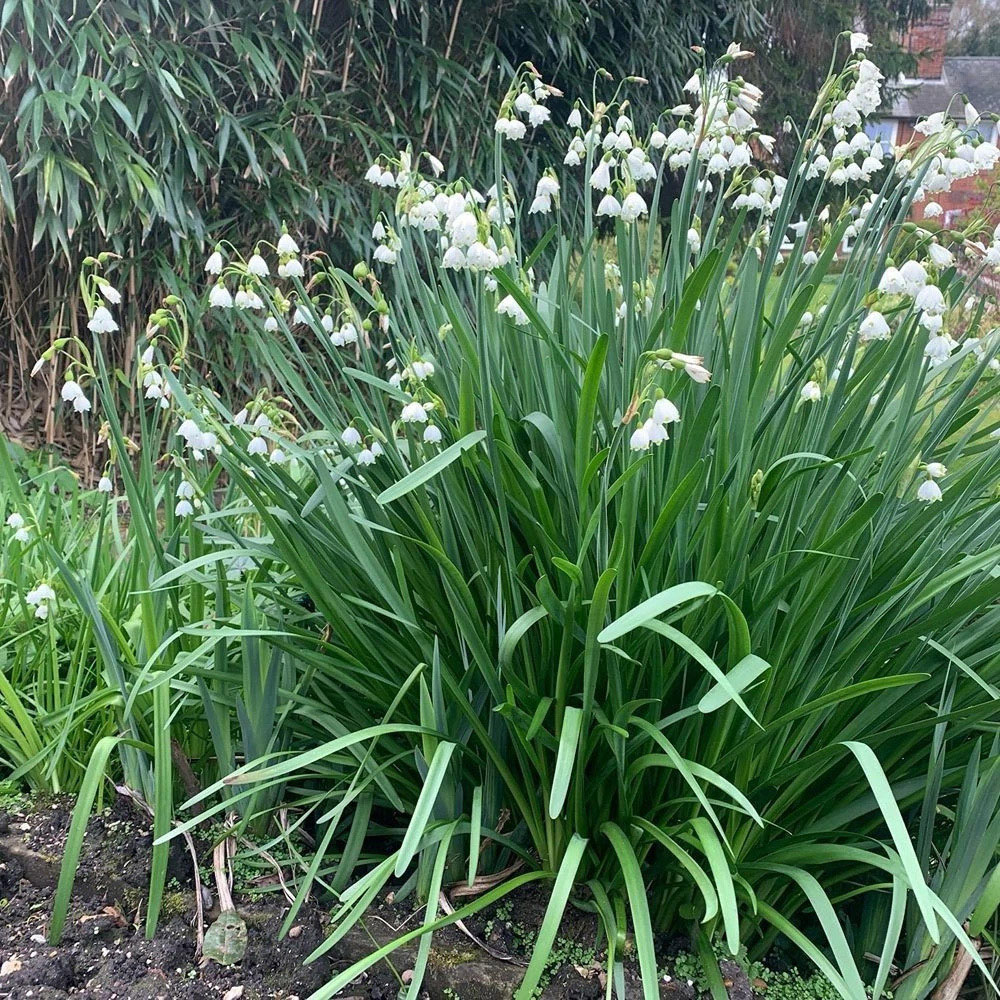 Thompson and Morgan Leucojum Aestivum Summer Snowflake Autumn Planting Bulb 3 Pack Image 6