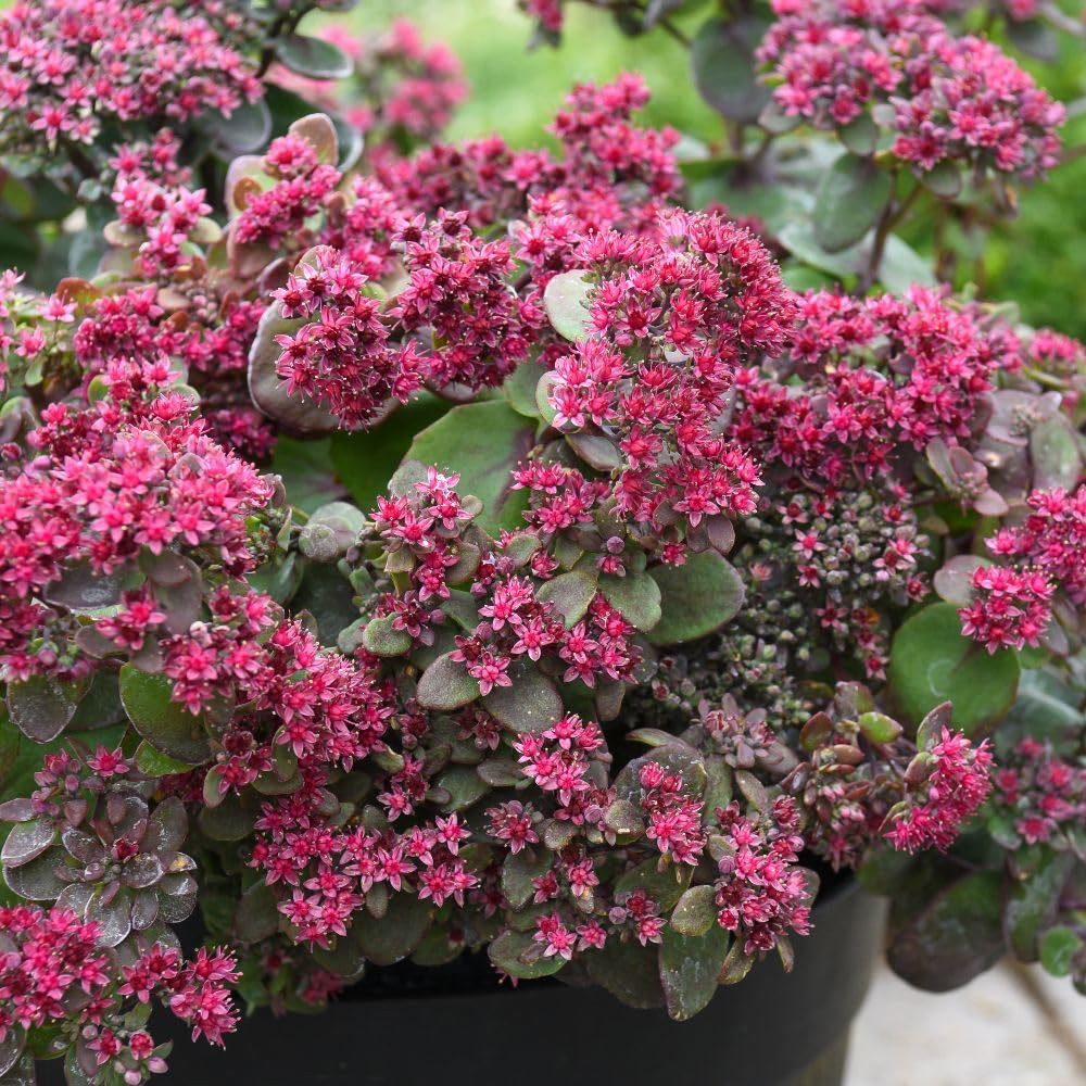 Thompson and Morgan Sedum Busy Nights Seed Packet Image 3