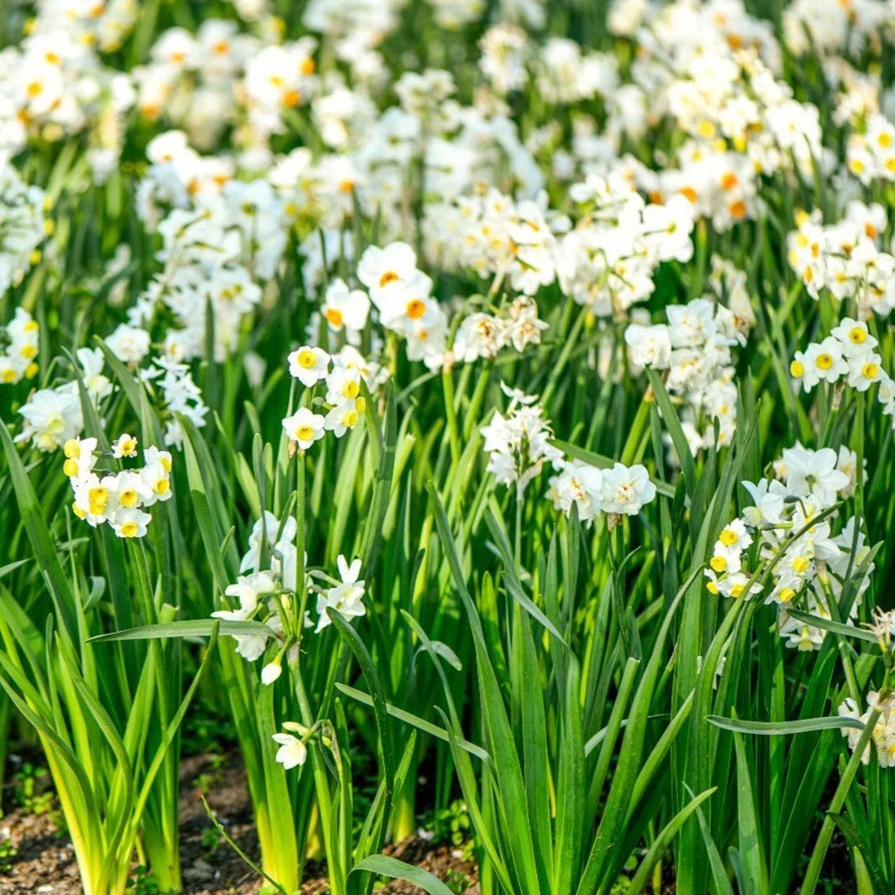 Thompson and Morgan Daffodil Most Scented Mixed Planting Bulb 21 Pack Image 2