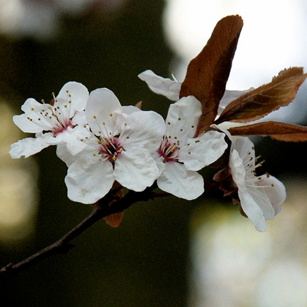 Inspirational Gifting Cherry Plum Bare Root Hedge Plant Saplings 2-3ft 20 Pack Image 2