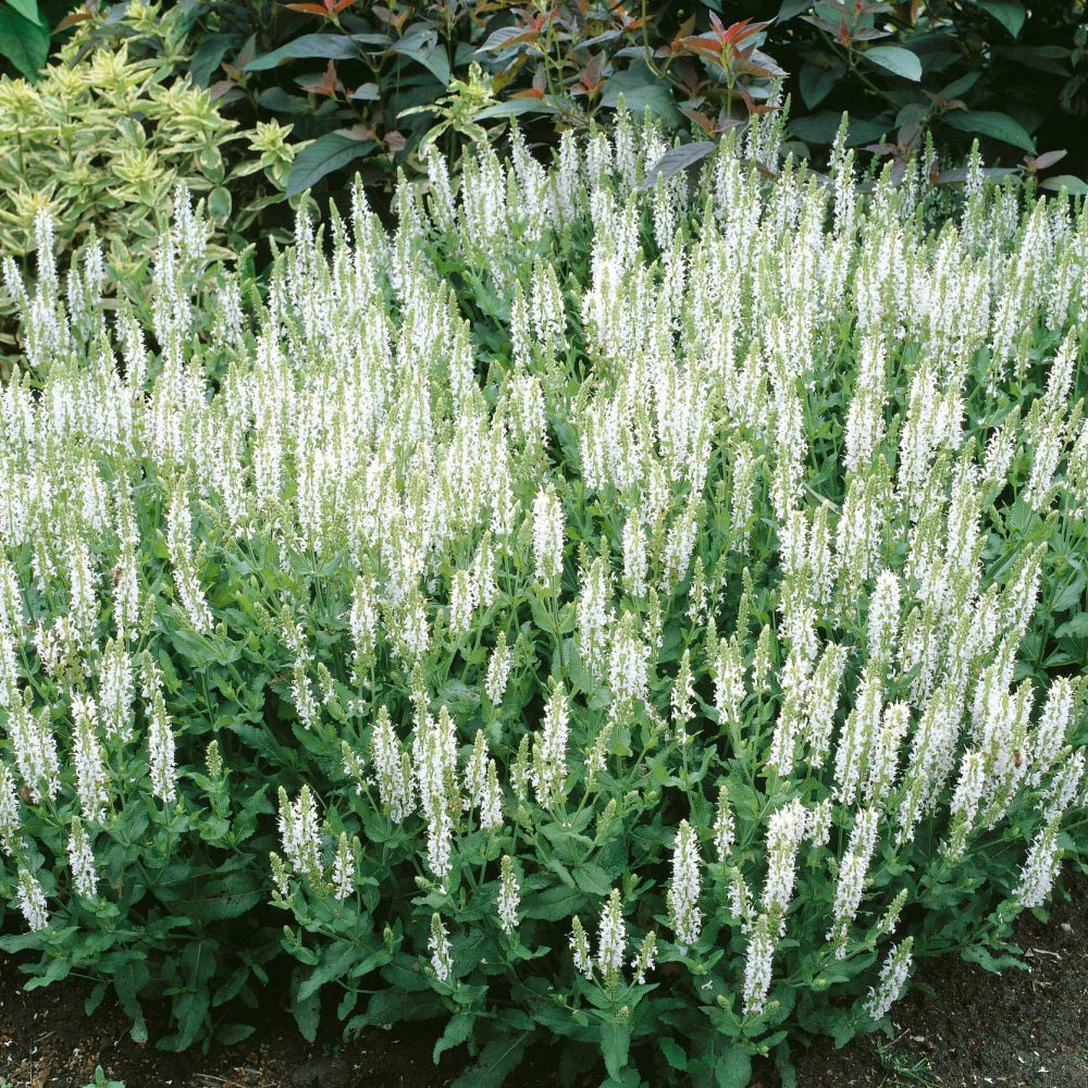 Thompson and Morgan Salvia Superba Snow Hills Potted Plant 1L Image 2