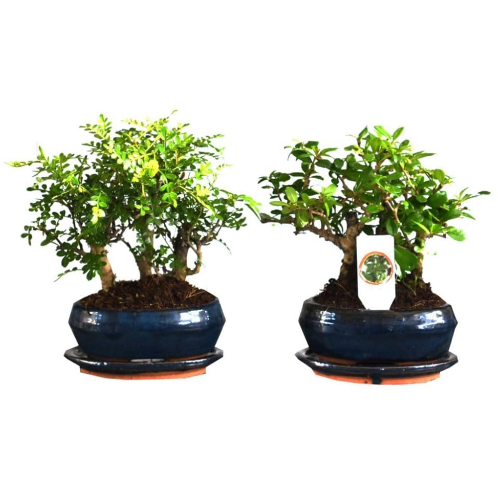 Thompson and Morgan Bonsai Forest Mix in Oval Ceramic Potted Plant 16cm Image 2