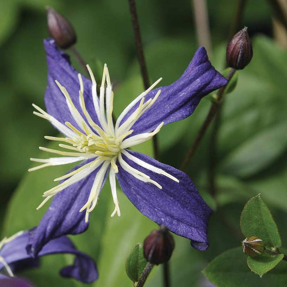 Thompson and Morgan Clematis Avalanche Plant Pot 3L Image