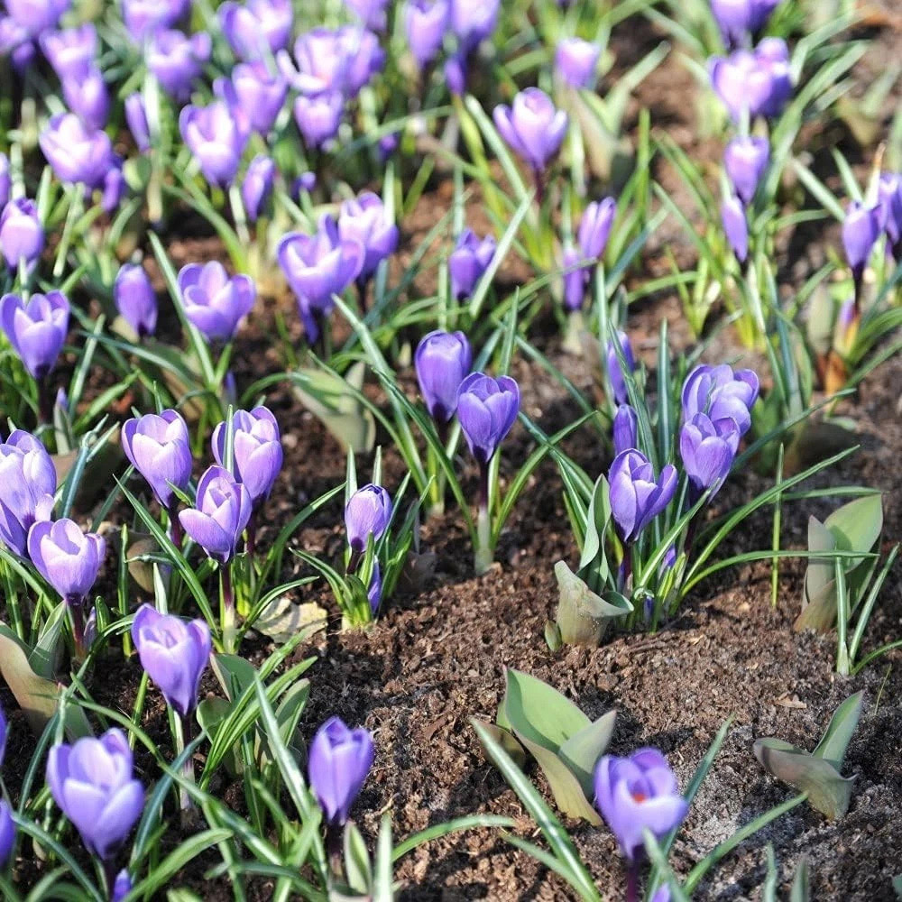 Thompson and Morgan Crocus Grand Maitre Planting Bulb 16 Pack Image 2