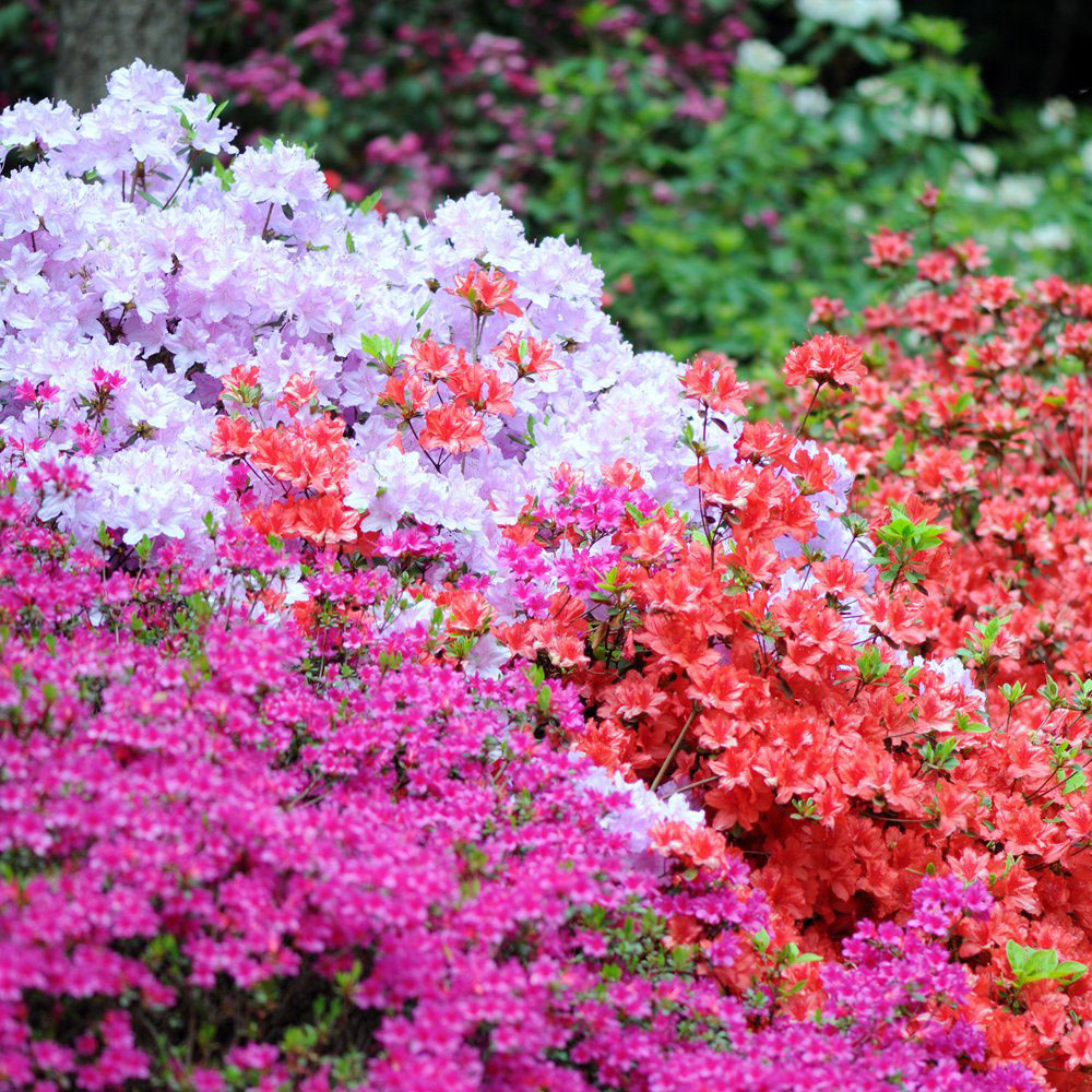 Thompson and Morgan Azalea Dwarf Lilac Plant Pot 9cm Image 2