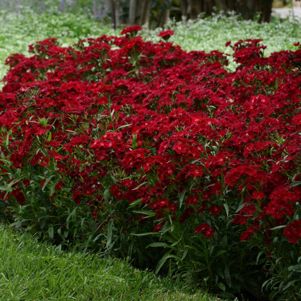 Thompson and Morgan Dianthus Pinks Rocking Red Plant Plug 6 Pack Image 4