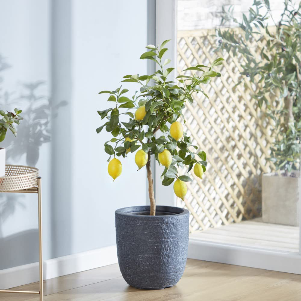Thompson & Morgan Citrus Lemon Tree Potted Plant Image 2