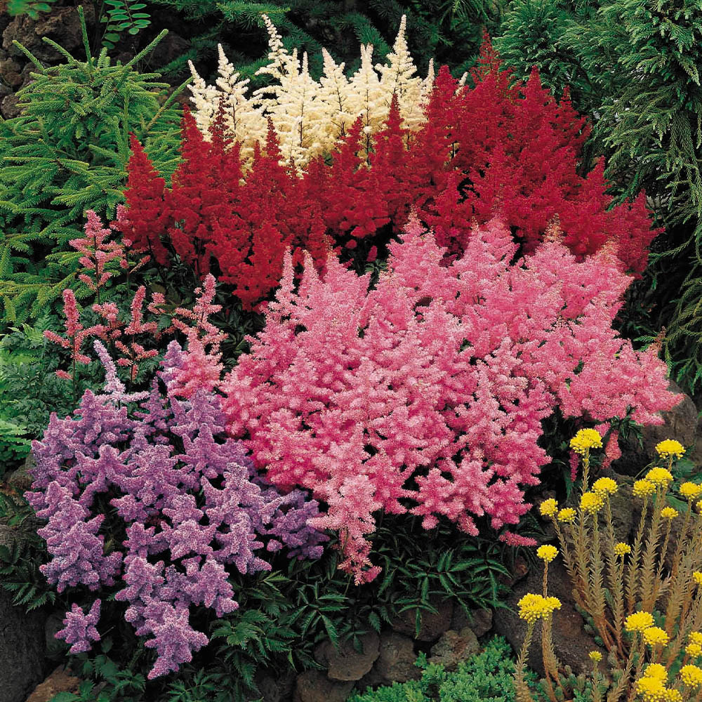 YouGarden Astilbe Plum Bouquet Mix Bare Root 5 Pack Image 2