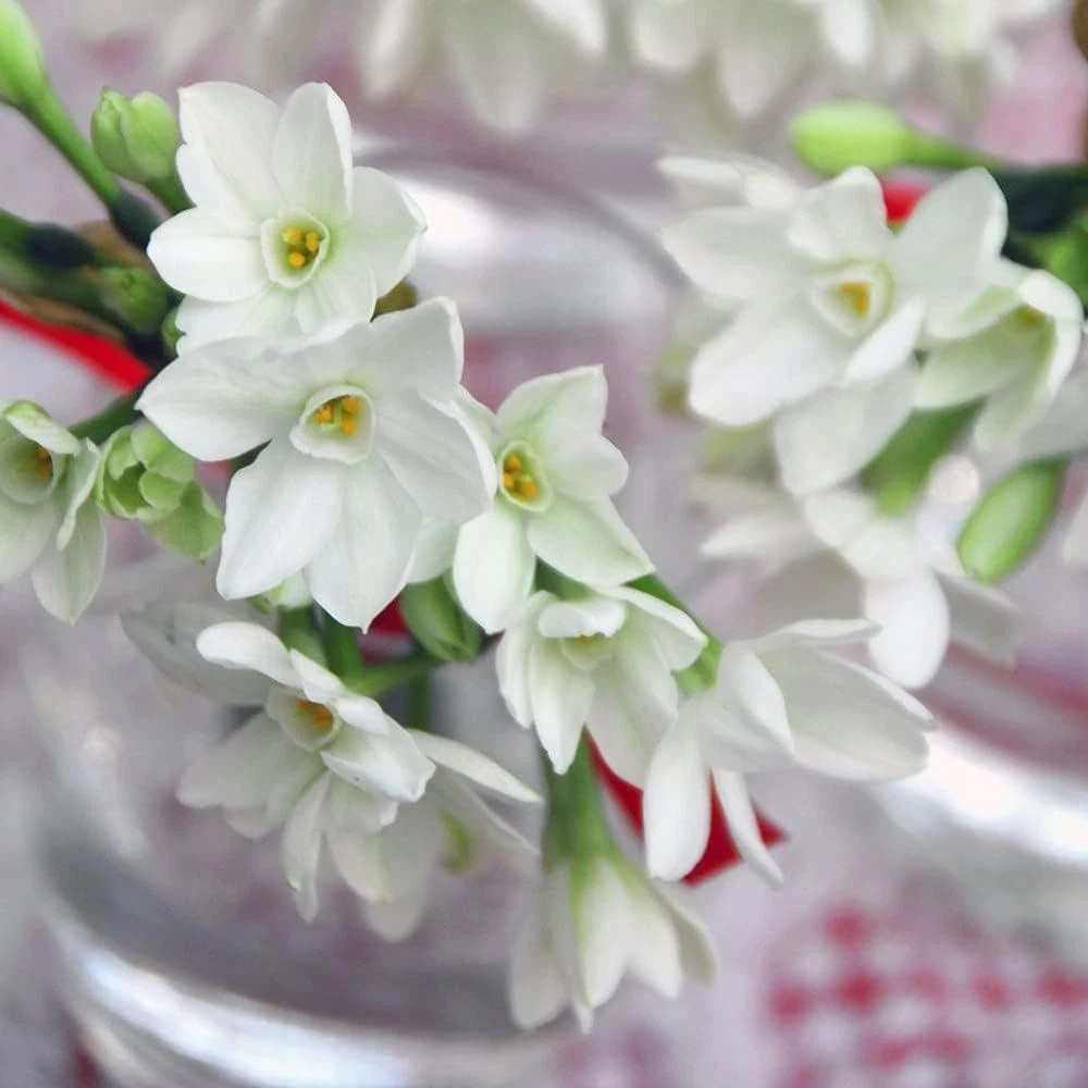 Thompson and Morgan Daffodil Papyraceus Planting Bulb 16 Pack Image 5