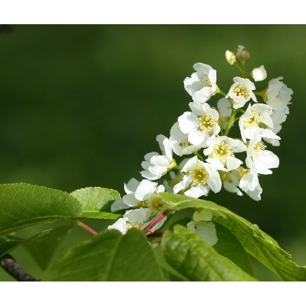 Inspirational Gifting Bird Cherry Bare Root Hedge Plant Sapling 3-4ft 20 Pack Image 2