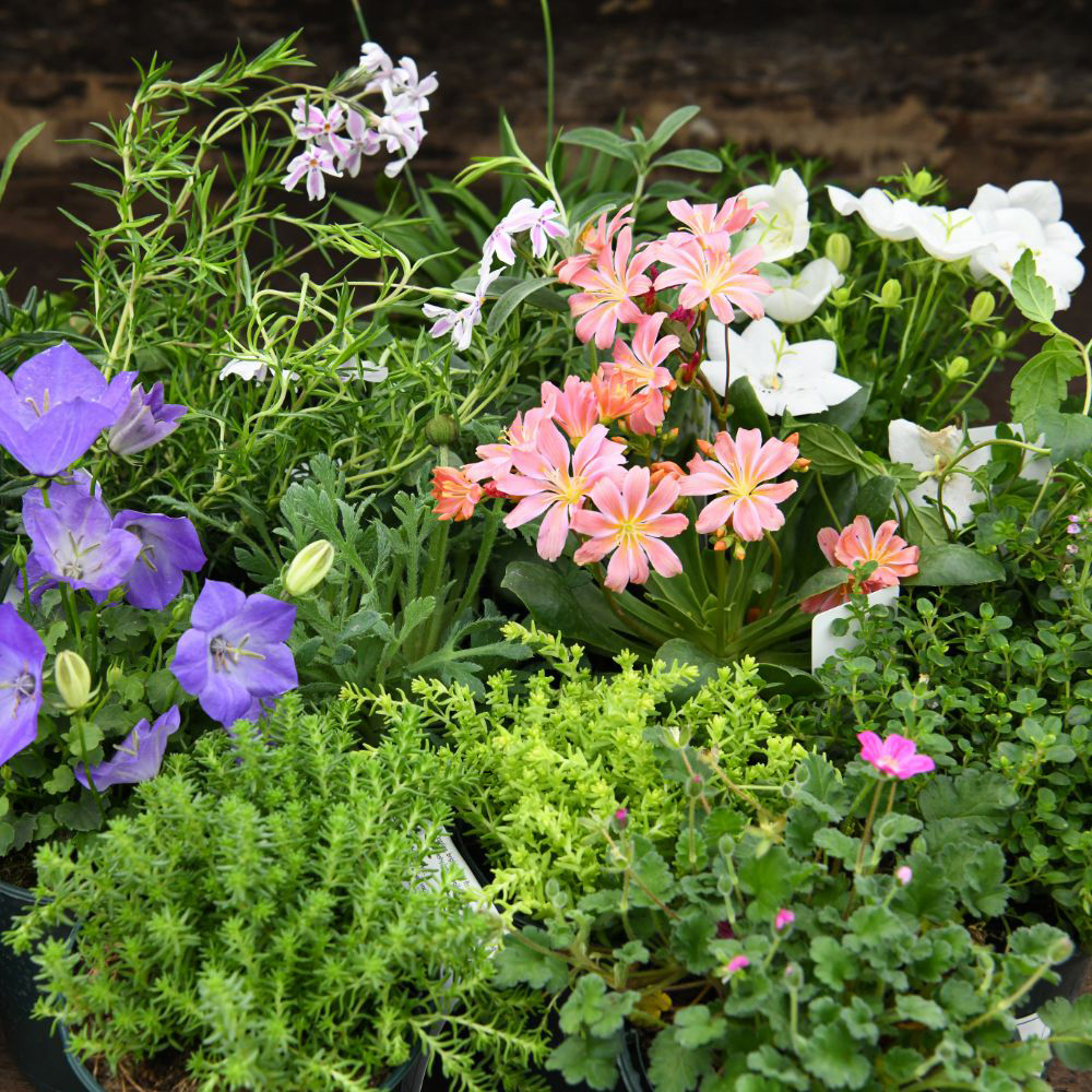 Thompson & Morgan Nurserymans Choice Alpine Mix Jumbo Plant Plug 10 Pack Image 8