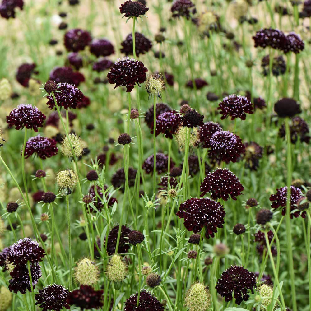 Thompson & Morgan Scabious Ace of Spades Seeds Image 2