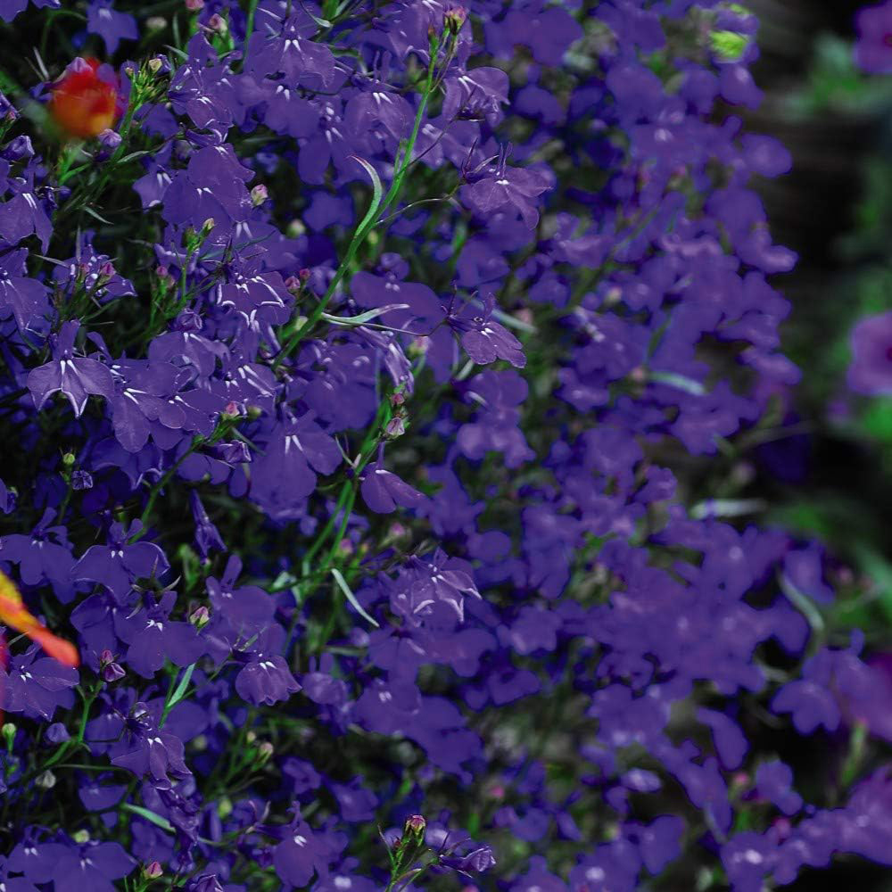 Thompson and Morgan Lobelia Monsoon Plant Plug 36 Pack Image 2