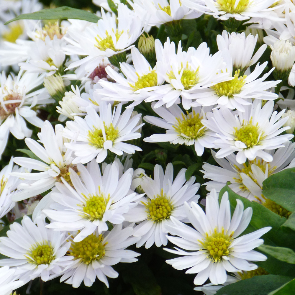 Thompson and Morgan Aster Snow Cushion Potted Plant 1L Image 2