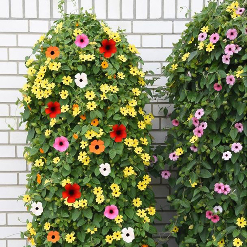 Thompson and Morgan Thunbergia Sunny Susy Tower Pot Collection Plug Plant 10 Pack Image 5