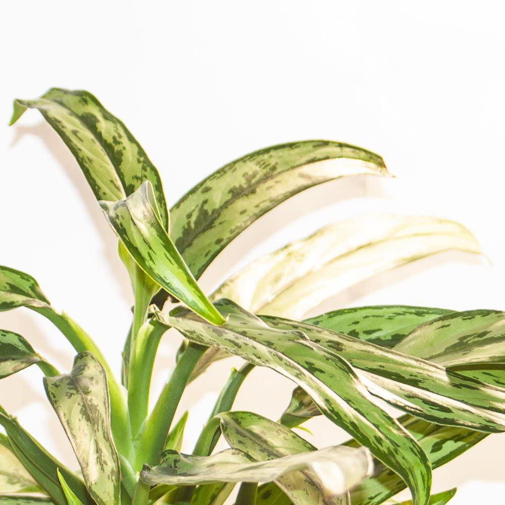 Thompson & Morgan Aglaonema Cutlass Potted Plant Image 2