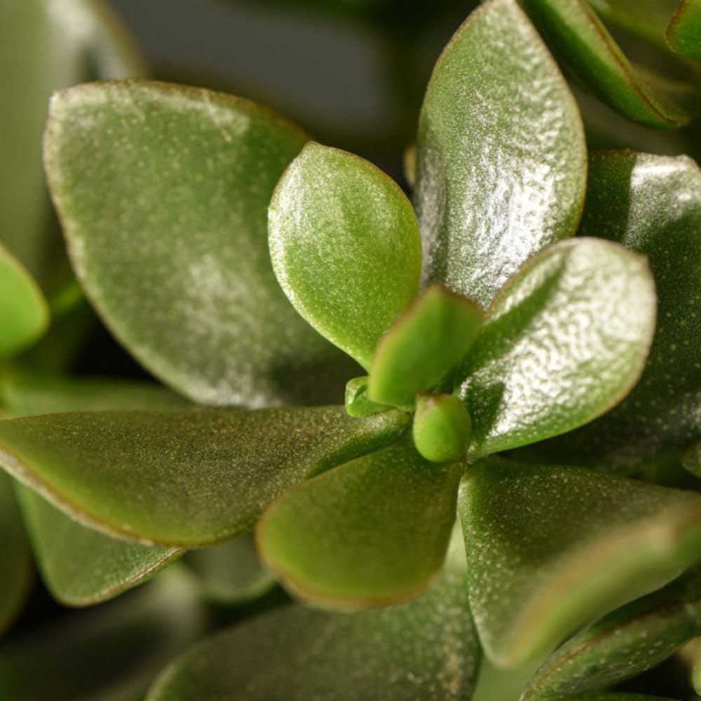 Thompson and Morgan Crassula Hulk Potted Plant 12cm 3 Pack Image 3