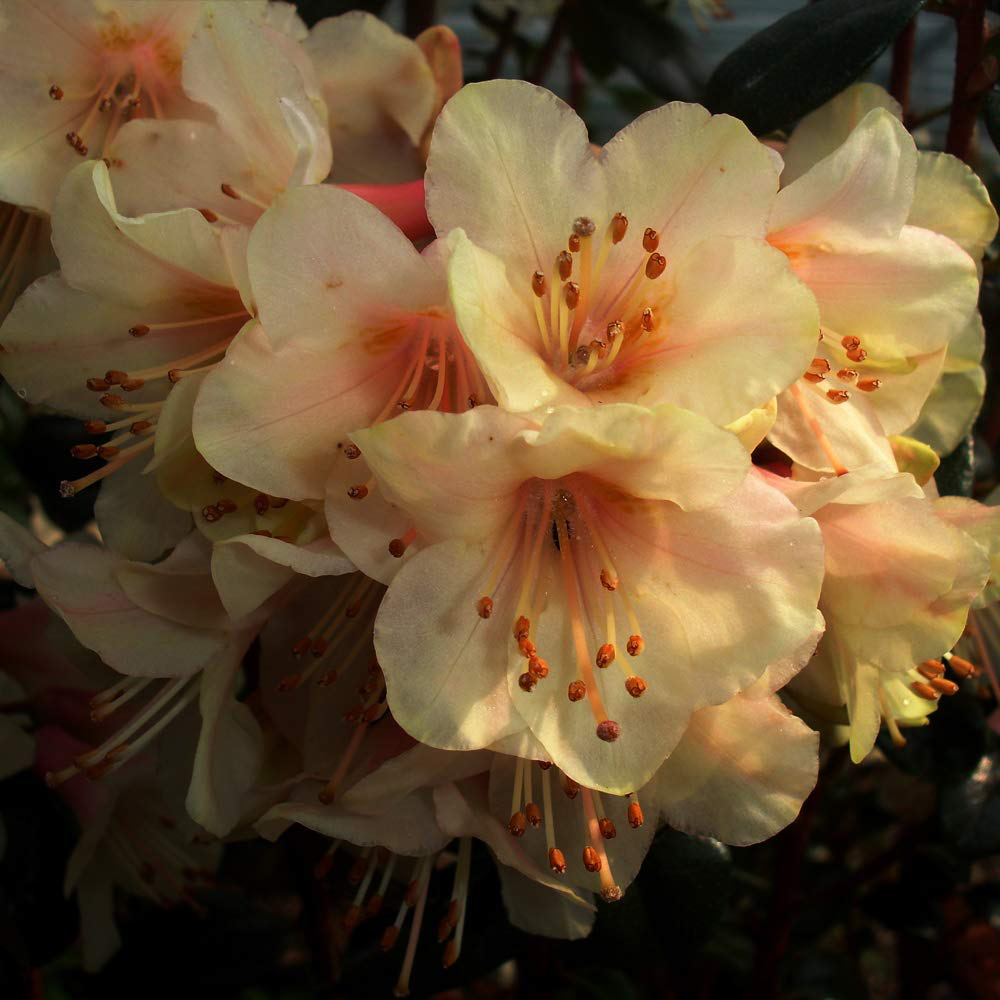 Thompson and Morgan Rhododendron Dwarf Barnaby Sunset Plant Pot 3L Image