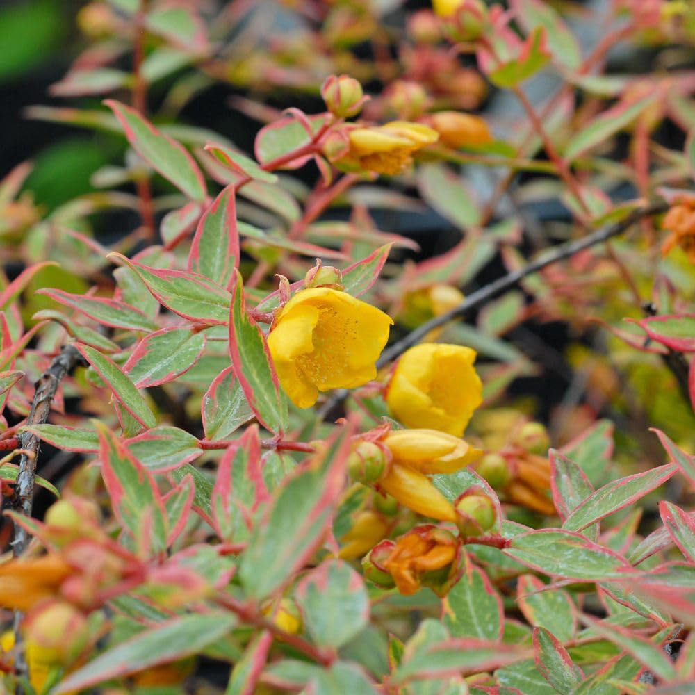 Thompson and Morgan Hypericum x Moserianum Tricolour Plant Pot 9cm Image 3