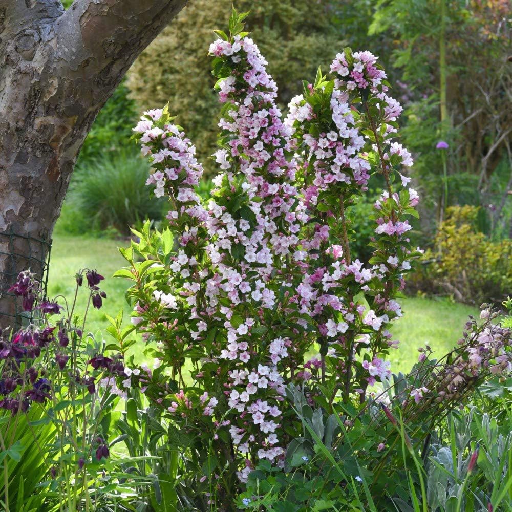 Thompson and Morgan Weigela Towers of Flowers Apple Blossom Plant Pot 9cm 3 Pack Image 3