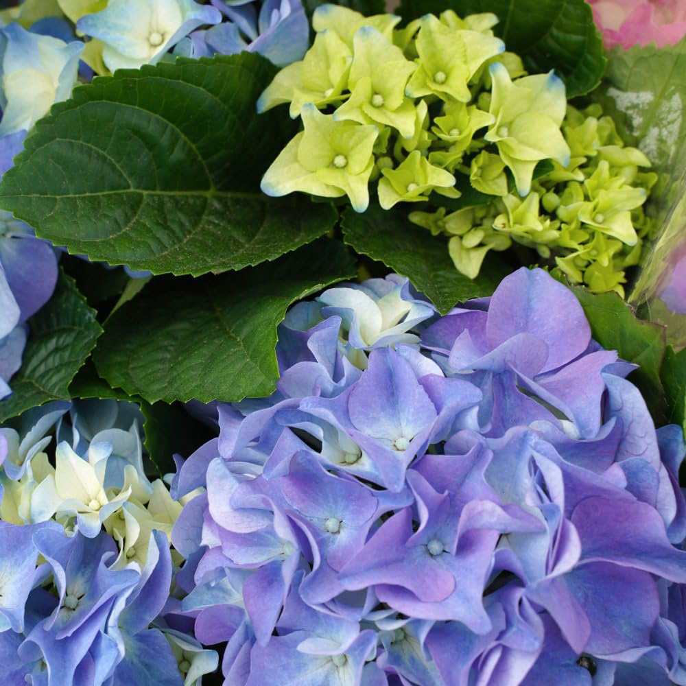 Thompson and Morgan Hydrangea Early Blue Plant Pot 10.5cm 2 Pack Image 2