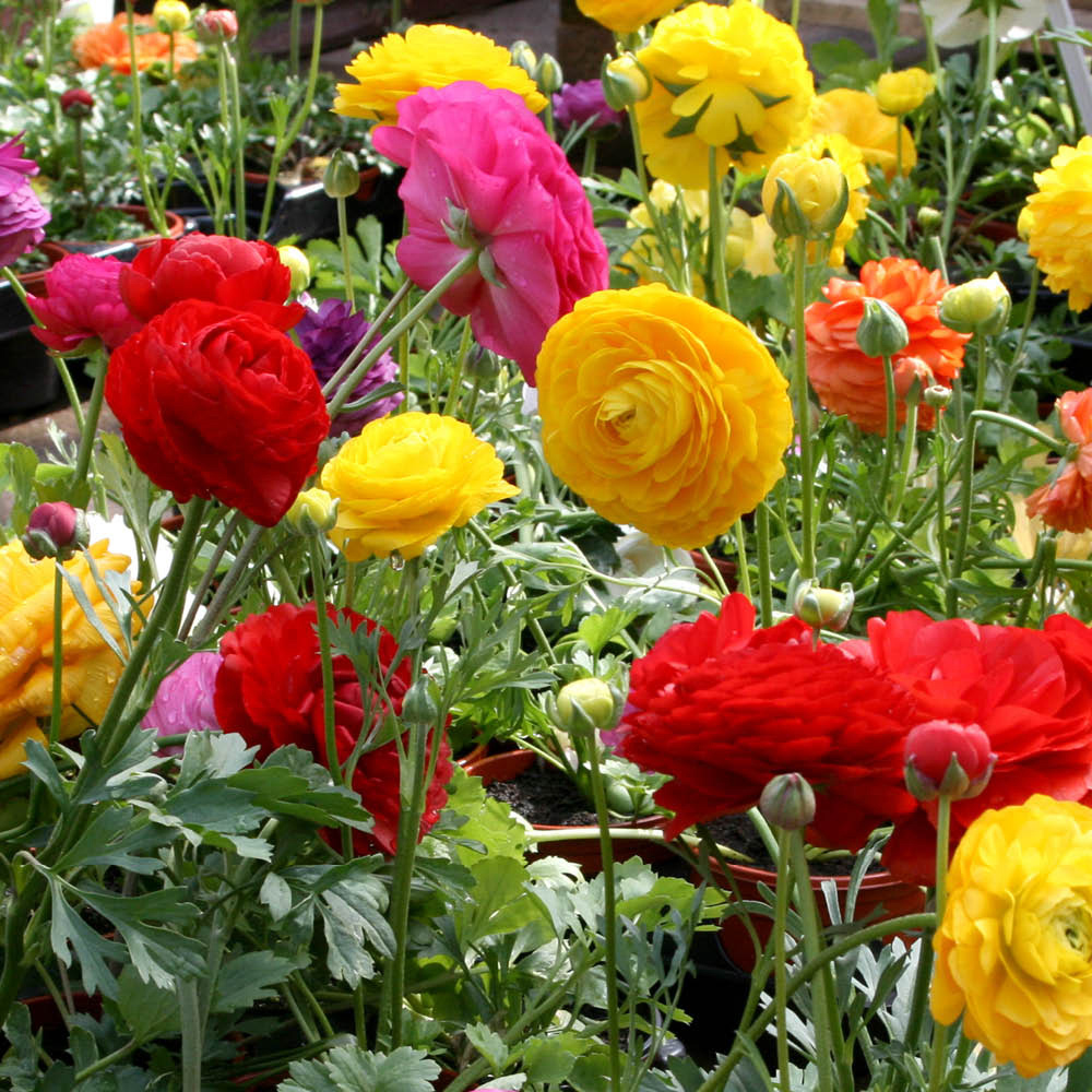 YouGarden Ranunculus Mixed Planting Bulb 50 Pack Image 3