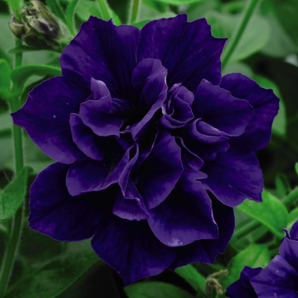 Thompson and Morgan Petunia Tumbelina Frills and Spills Belinda Postiplugs 20 Pack Image 1