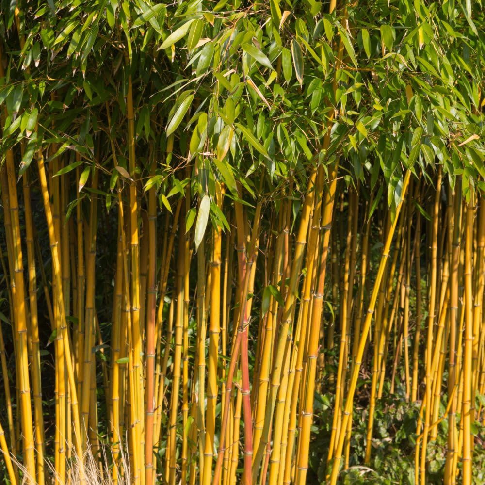 Thompson & Morgan Phyllostachys spectabilis Potted Plant 10L Image 2