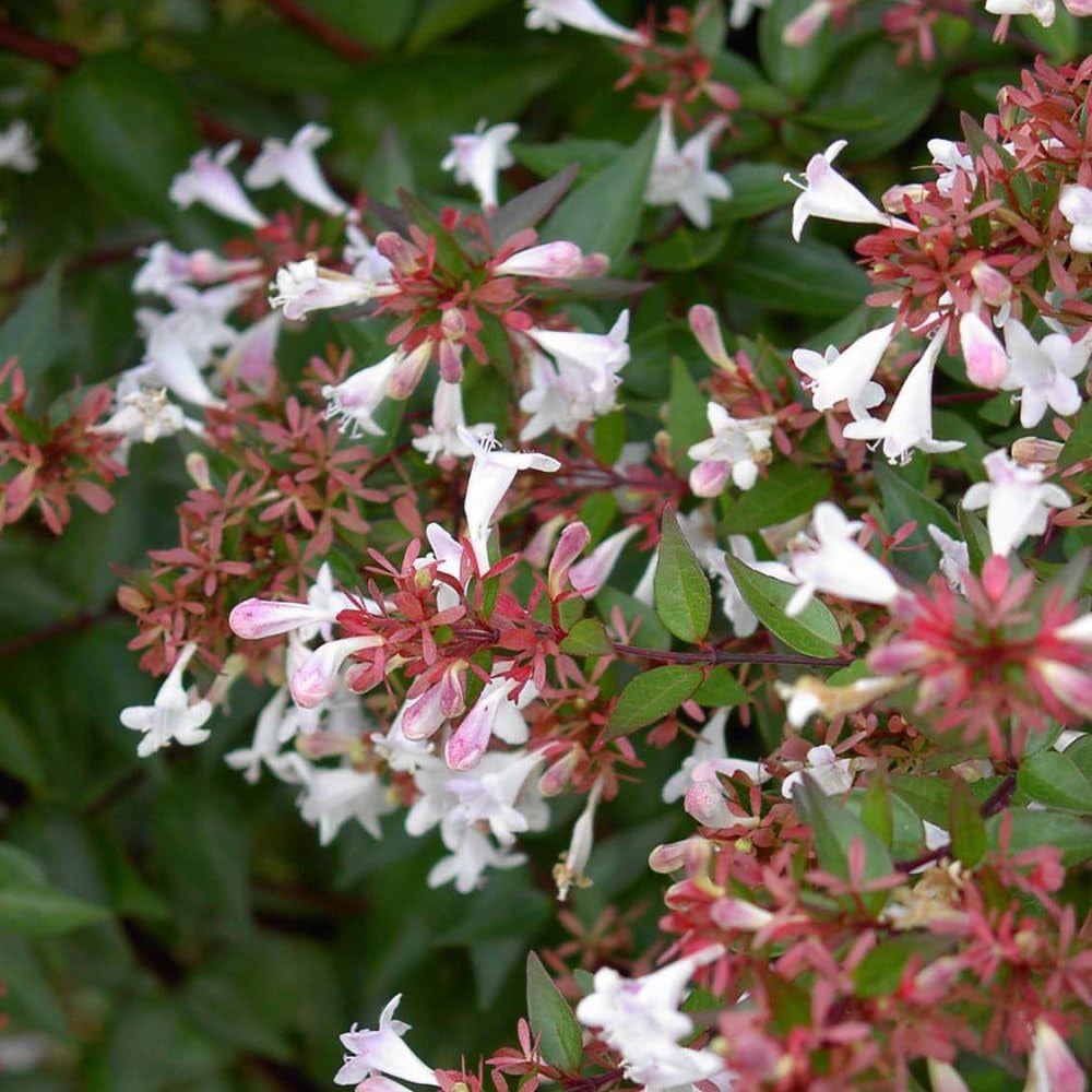 Thompson and Morgan Abelia Grandiflora Plant Pot 3.5L 2 Pack Image 2