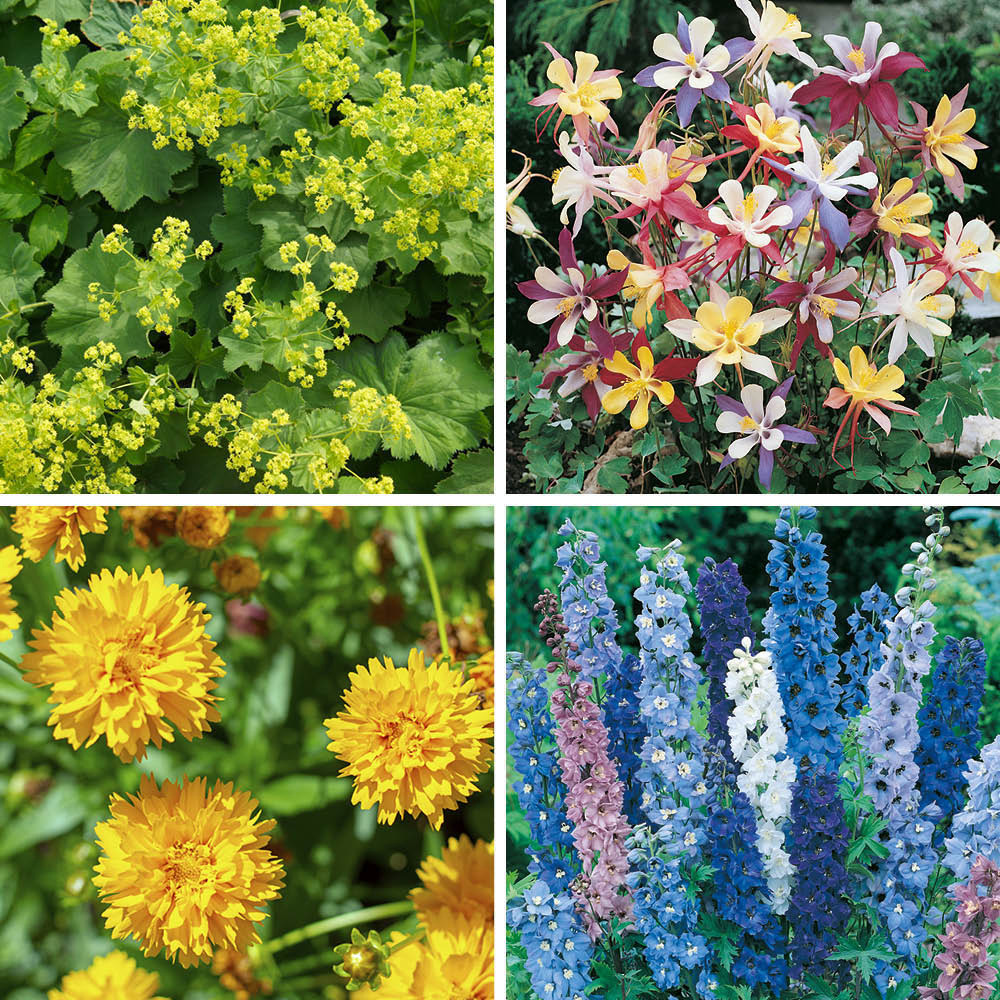 YouGarden Cottage Garden Perennial Collection Plug Plant 12 Pack Image 2