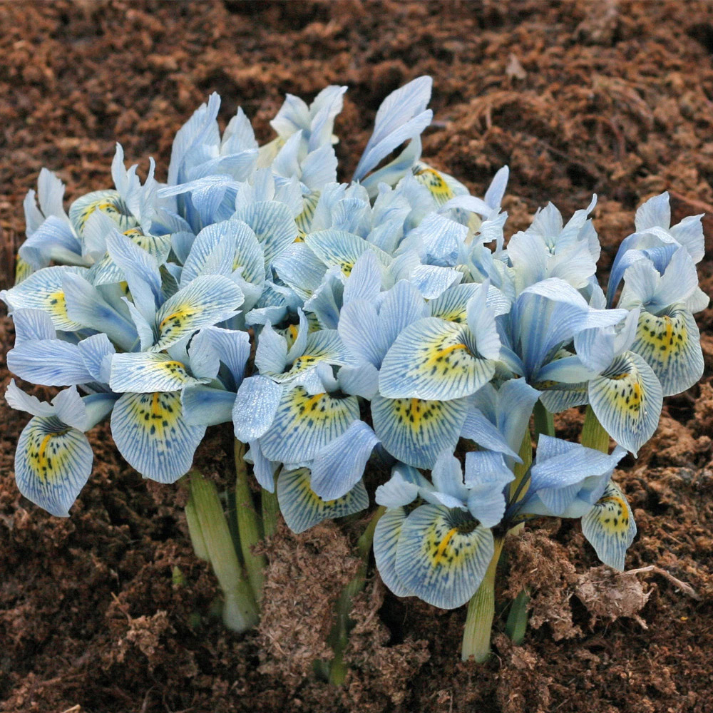 Thompson and Morgan Iris Katharine Hodgkin Autumn Planting Bulb 32 Pack Image 5