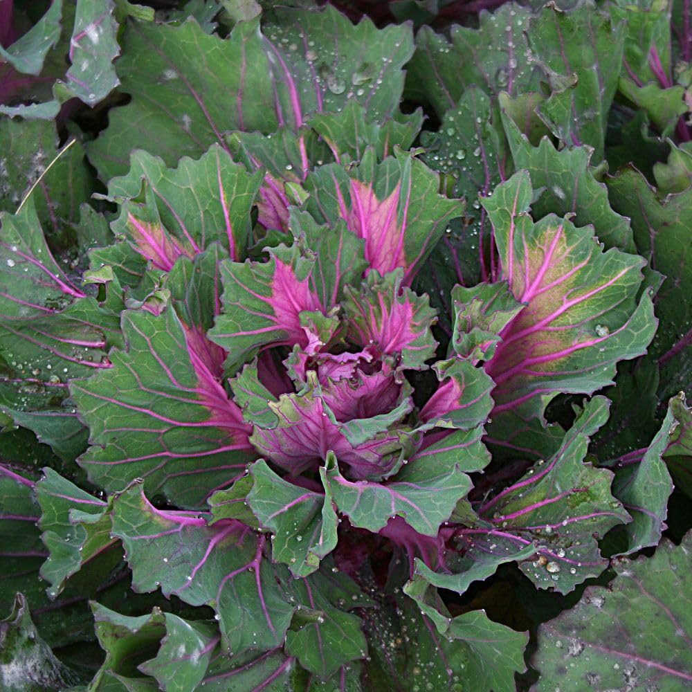 Thompson and Morgan Kale Buttonhole Starmaker Seed Packet Image 2