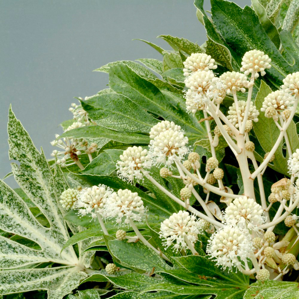 Thompson and Morgan Fatsia Japonica Plant Pot 17cm 2 Pack Image 2