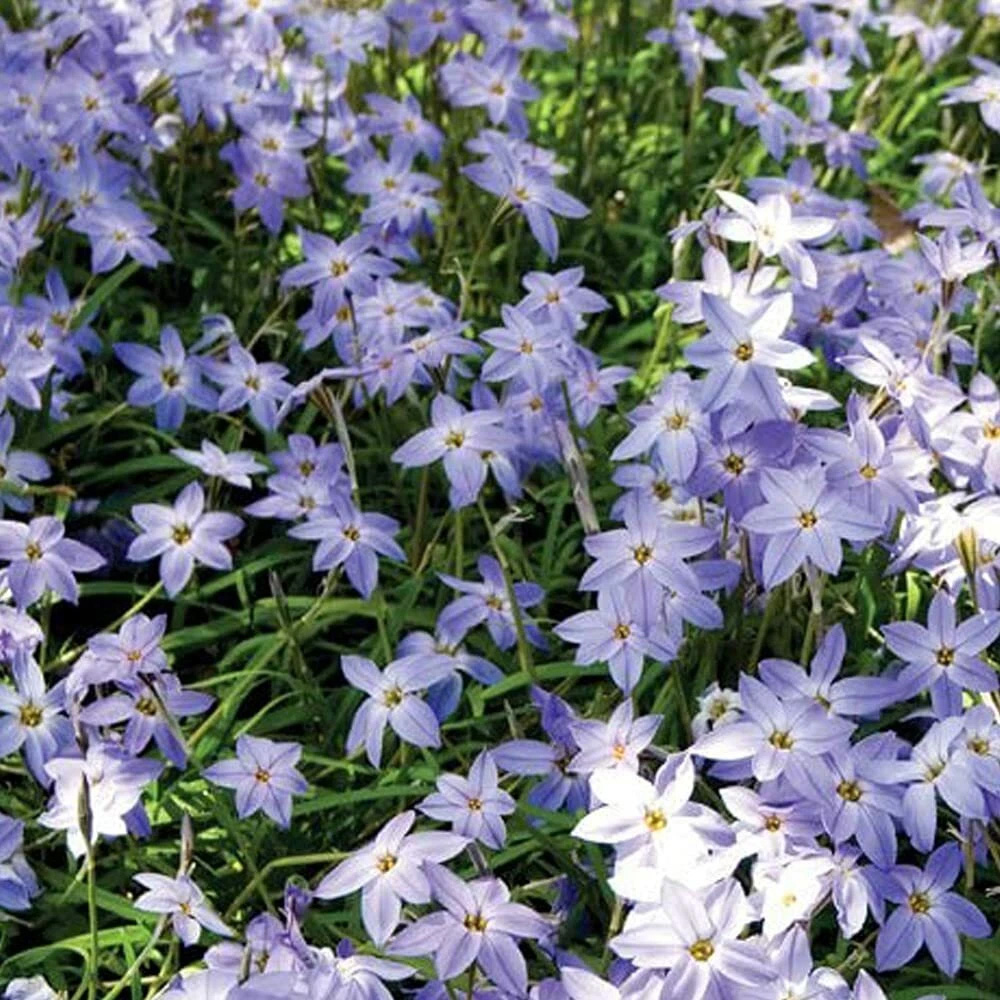 Thompson and Morgan Ipheion Mixed Spring Planting Bulb 40 Pack Image 2