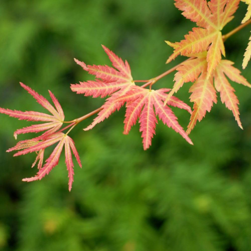 Thompson and Morgan Acer palmatum Orange Dream Plant Pot 3L Image 4