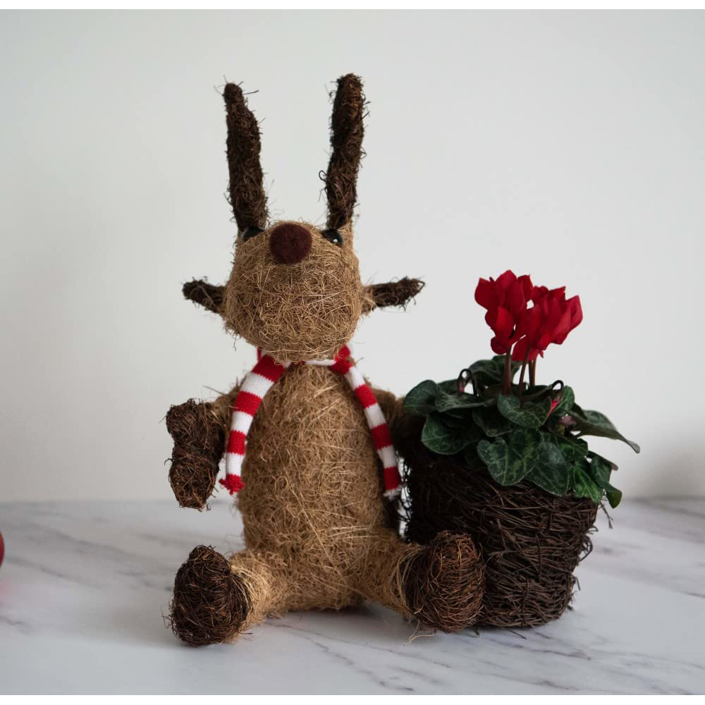 Thompson and Morgan Christmas Gift Cyclamen Red Plant in Cocoa Moose Planter 9cm Image 4