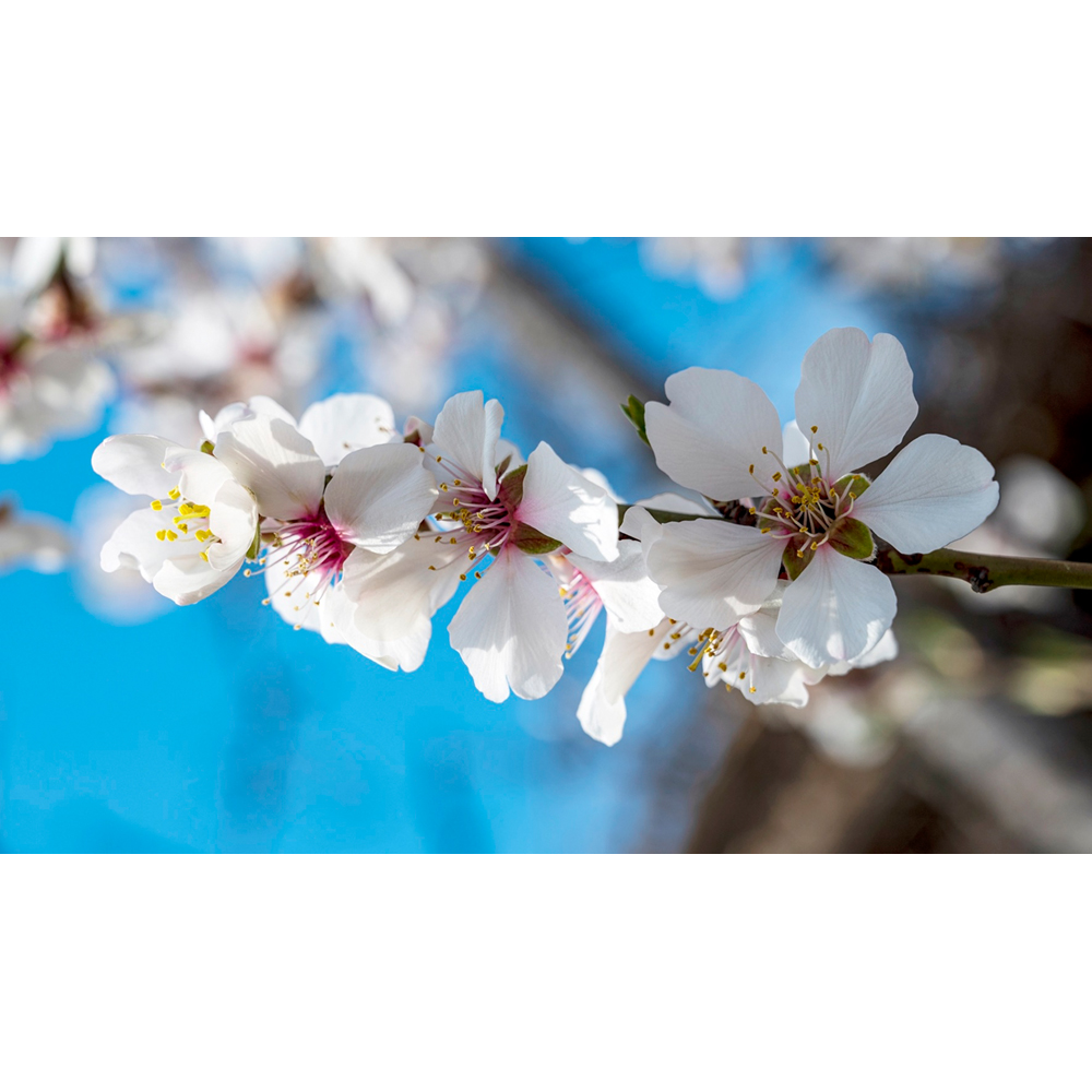 Inspirational Gifting Wild Cherry Bare Root Hedge Plant Saplings 3-4ft 5 Pack Image 5