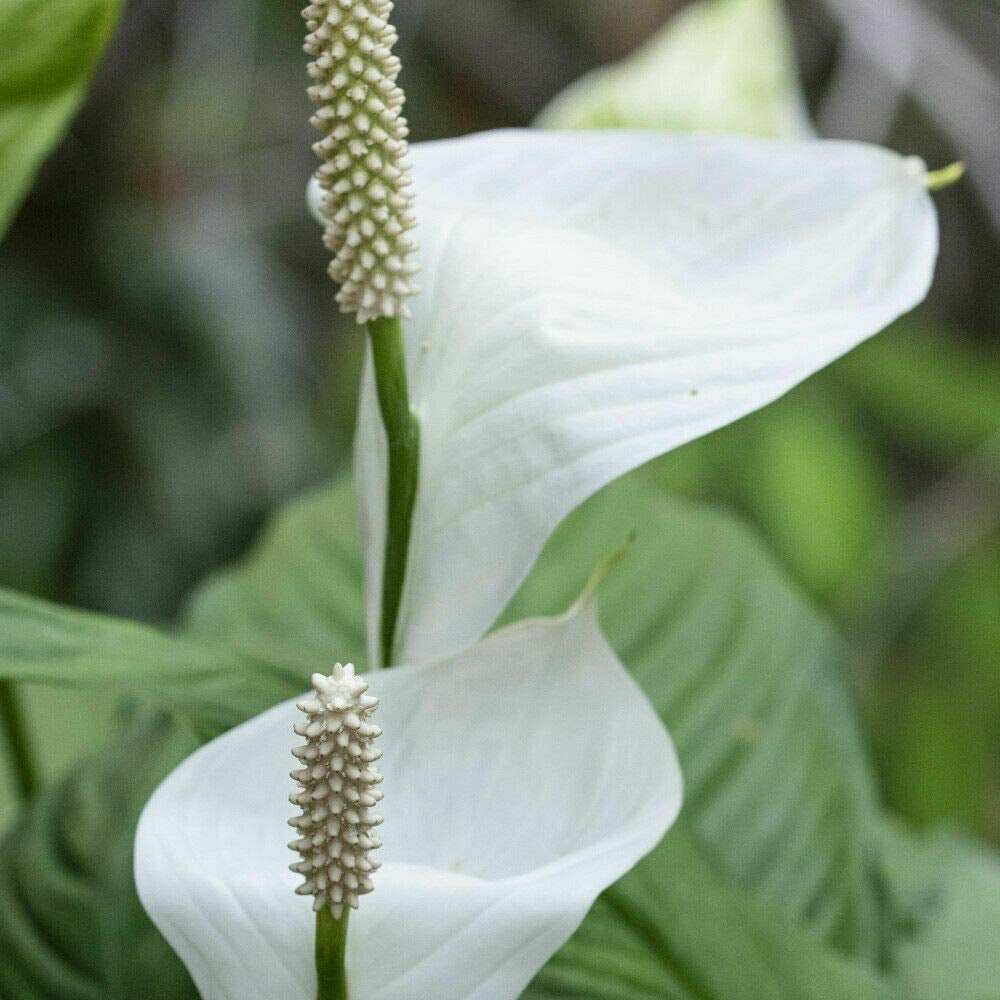 Thompson and Morgan Spathiphyllum Peace Lily Torelli Plant in Pot 9cm Image 6