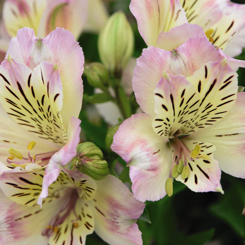 Thompson and Morgan Alstroemeria Valley Collection Jumbo Plugs 6 Pack Image 2