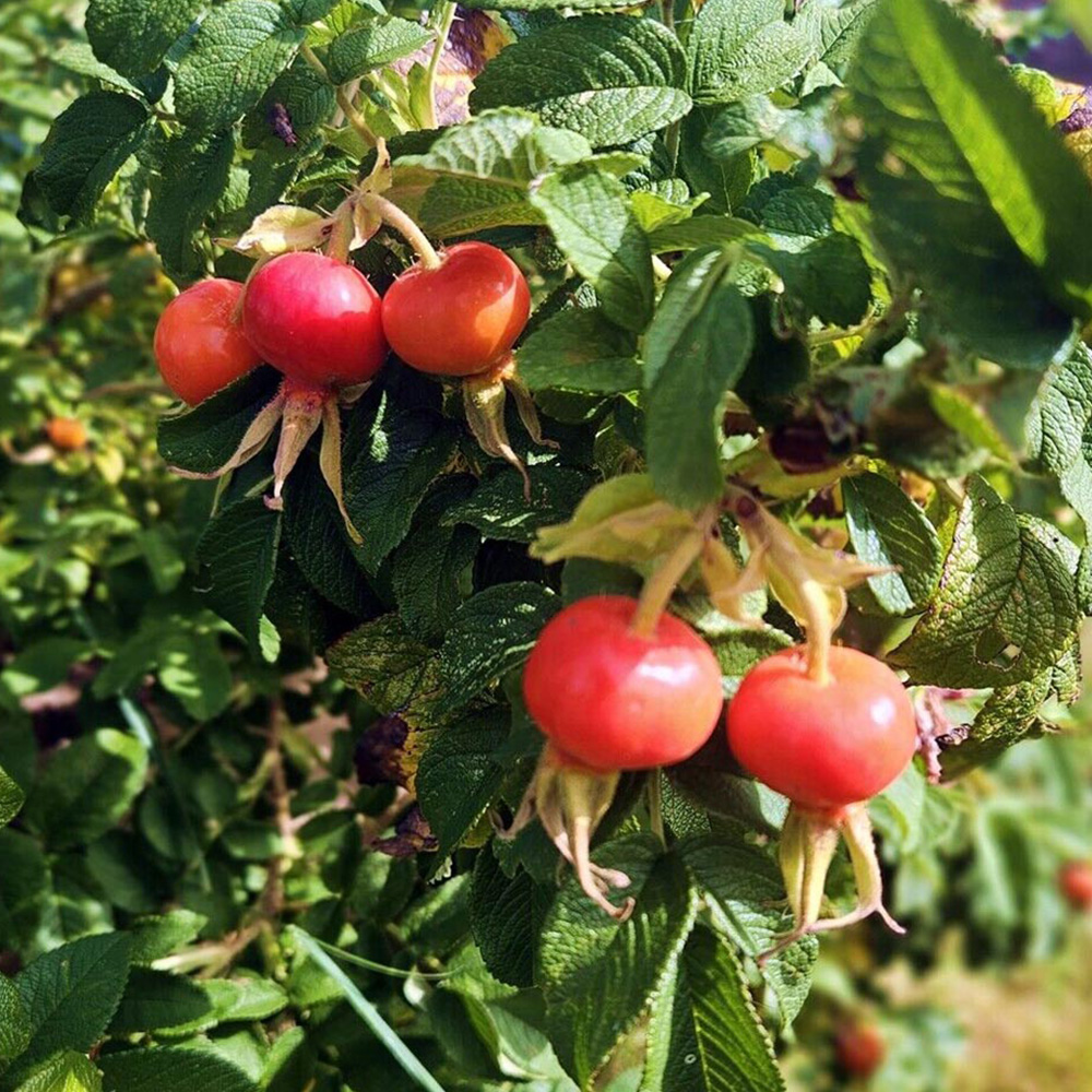 Inspirational Gifting Red Hedging Rose Bare Root Hedge Plant Saplings 1-2ft 10 Pack Image 4