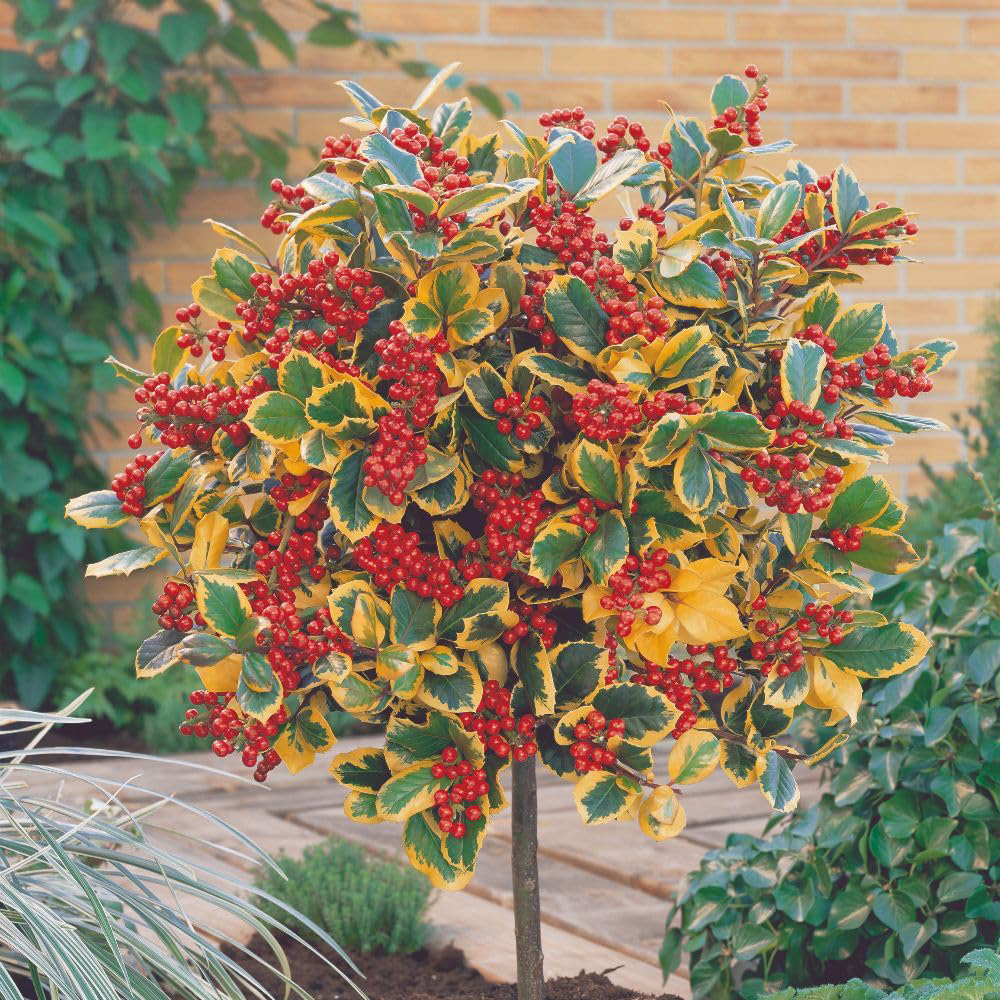Thompson and Morgan Ilex Holly Altaclerensis Golden King Plant in Pot 35L Image 5