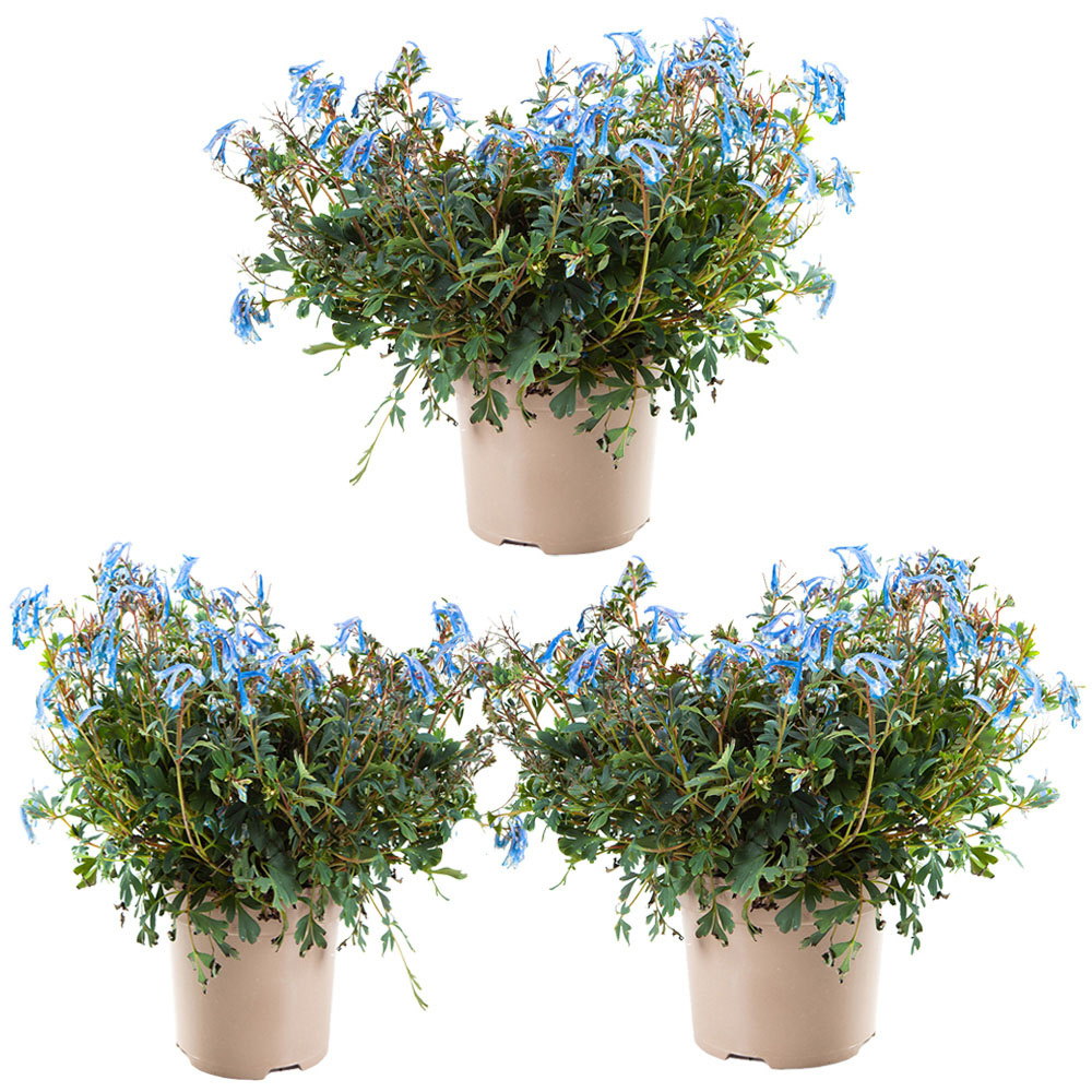 YouGarden Corydalis Blue Heron Plant Pot 3 Pack Image 2