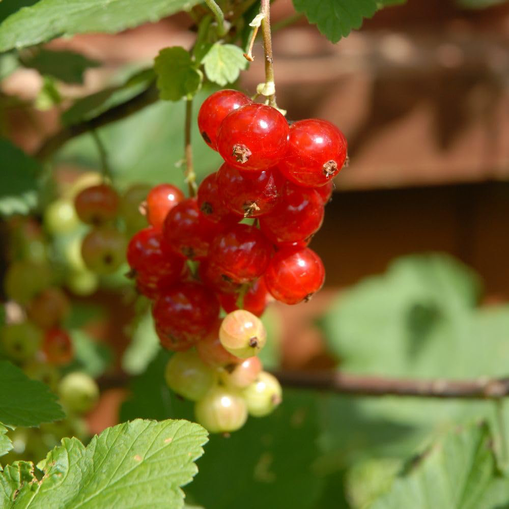Thompson and Morgan Redcurrant Jonkheer Van Tets Plant Pot 3L 2 Pack Image 2