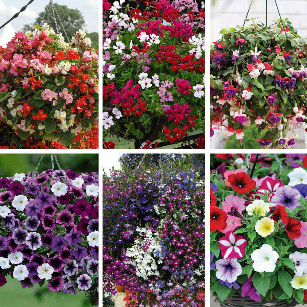 Thompson and Morgan Nurserymans Choice Hanging Basket Mixed Postiplugs 5 Pack Image 1