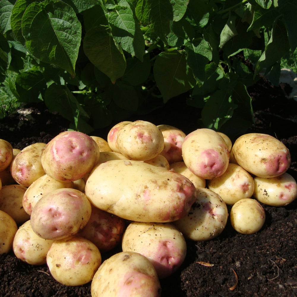 YouGarden King Edward Seed Potato Tubers Maincrop 2.5kg Image 1