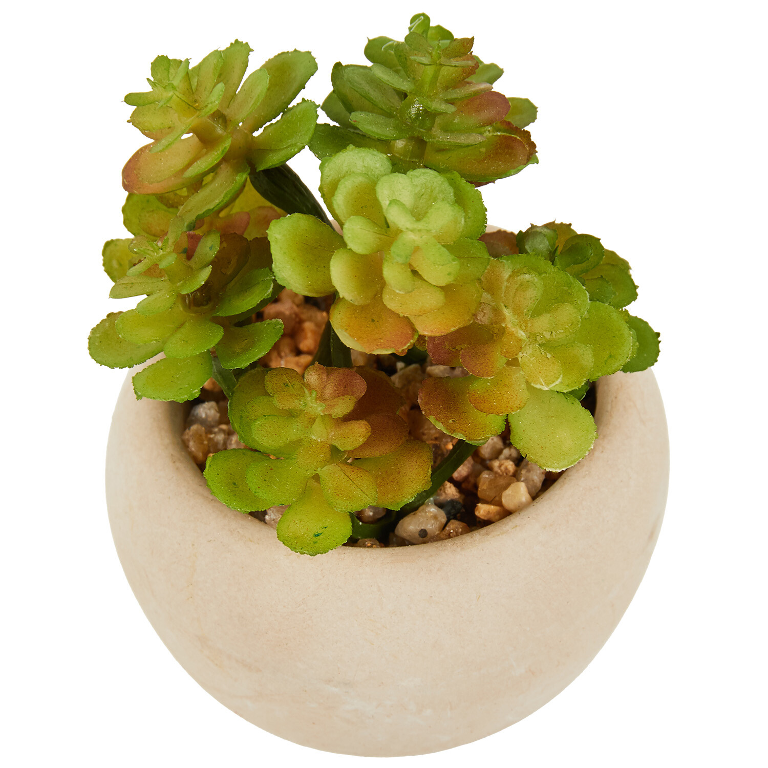 Mini Succulent in Pot - Green and Cream Image 7