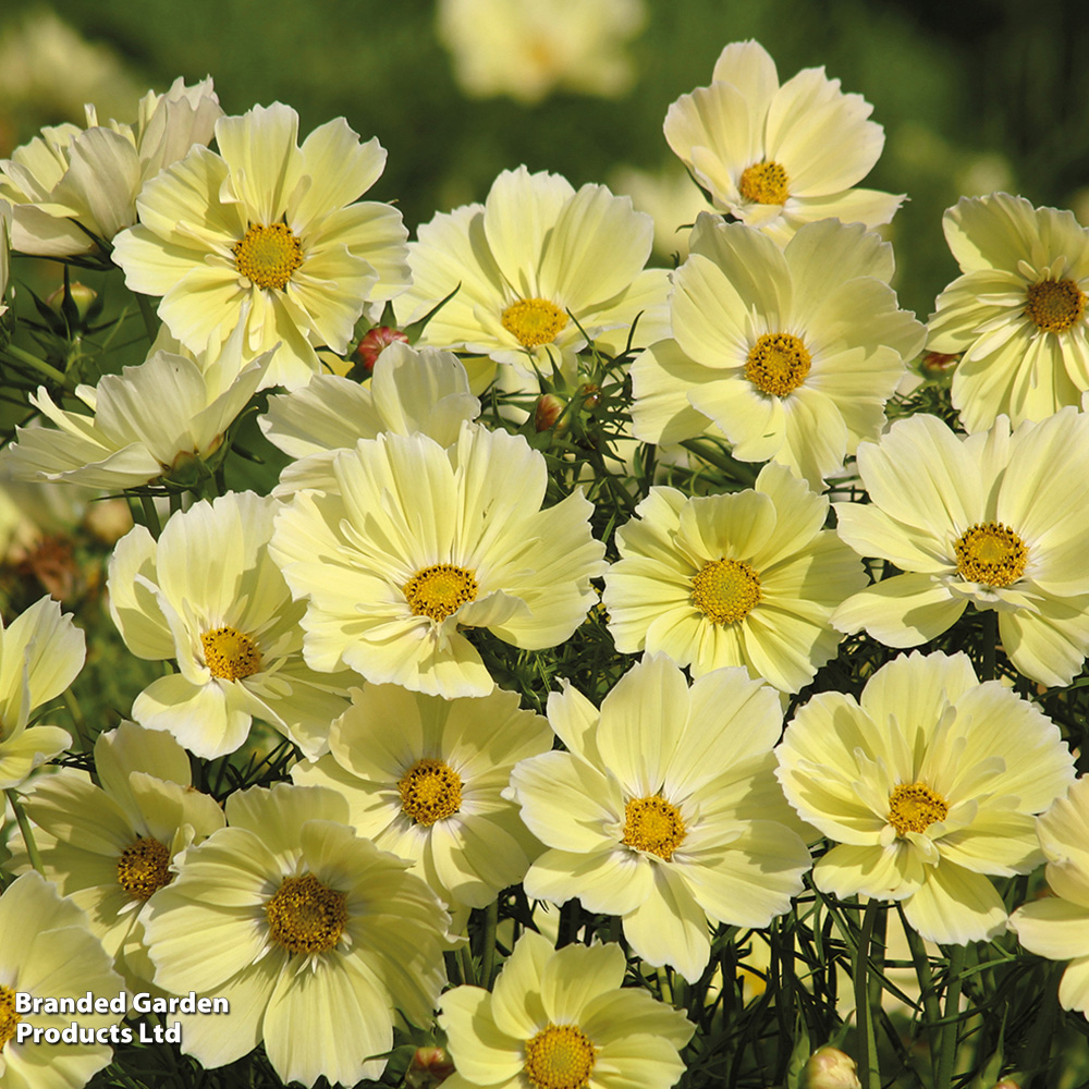Thompson & Morgan Cosmos Bipinnatus Xanthos Seed Packet Image 2
