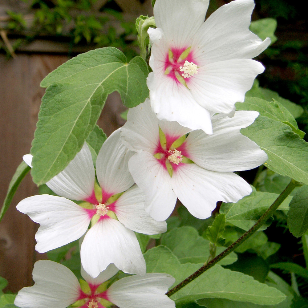 Thompson and Morgan Lavatera Barnsley Baby Plant Pot 9cm Image 1