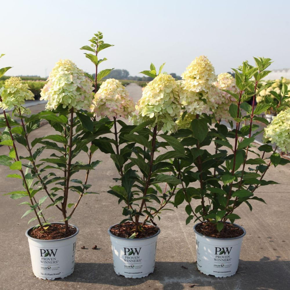 Thompson and Morgan Hydrangea Limelight Plant Pot 30L Image 2